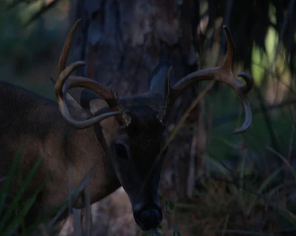 White Tail Deer Buck Bij Het Riverbend Park Jupiter Florida — Stockfoto