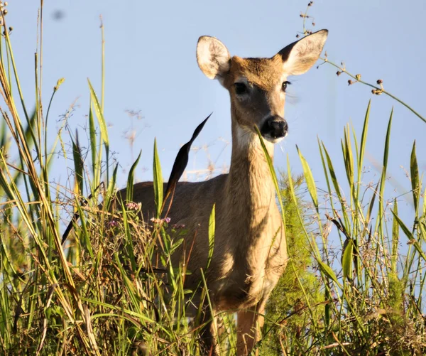 Jonge Buck Deer Het Arthur Marshalll Dierenasiel Florida — Stockfoto