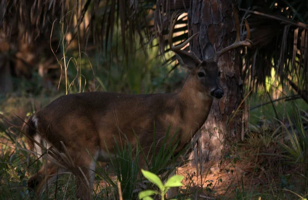 White Tail Deer Buck Bij Het Riverbend Park Jupiter Florida Rechtenvrije Stockafbeeldingen