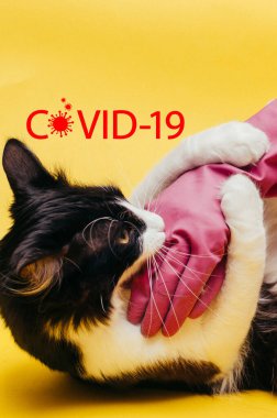 Kedi üzerinde Coronavirüs enfeksiyonu olarak evcil hayvan virüsü