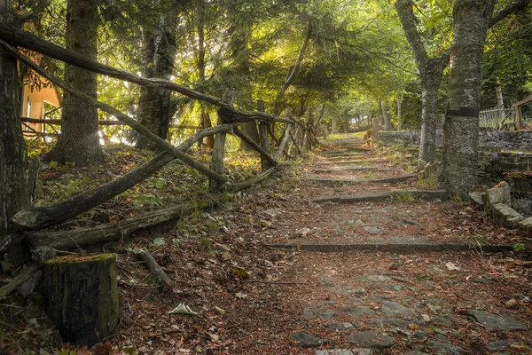 Orman iz. Güneş ışınları ağaçların yaprakları ile onların yol yapmak. Bir peri ormanda günbatımı manzara.