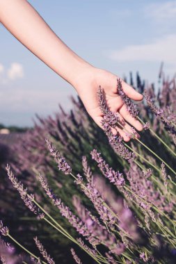 Fransa 'nın Provence kentindeki Valensole yakınlarındaki lavanta tarlaları. Çiçekli lavanta. Bir kız eline lavanta çiçeği dokunur..