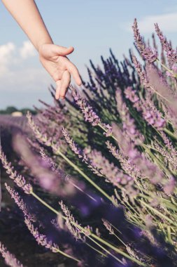 Fransa 'nın Provence kentindeki Valensole yakınlarındaki lavanta tarlaları. Çiçekli lavanta. Bir kız eline lavanta çiçeği dokunur..