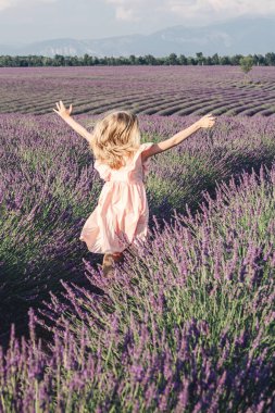 Fransa 'nın Provence kentindeki Valensole yakınlarındaki lavanta tarlaları. Çiçekli lavanta. Bir kız lavanta tarlalarında yürür ve lavanta çiçeklerine dokunur..