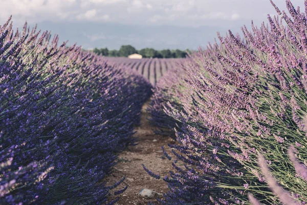 Fransa 'nın Provence kentindeki Valensole yakınlarındaki lavanta tarlaları. Gökyüzünün arka planında mor lavanta çalıları. Yazın açan lavanta.