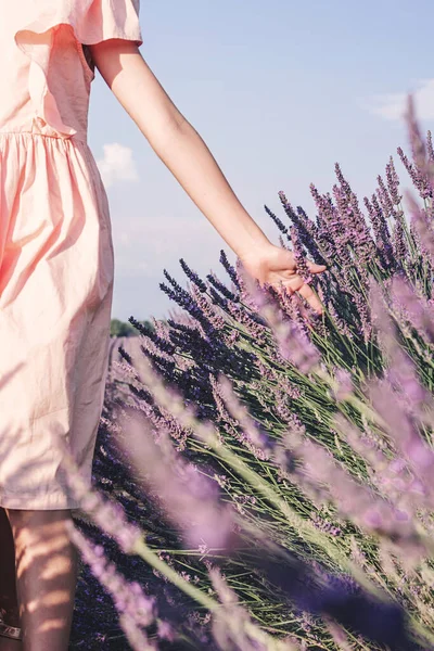 Fransa 'nın Provence kentindeki Valensole yakınlarındaki lavanta tarlaları. Çiçekli lavanta. Bir kız lavanta tarlalarında yürür ve lavanta çiçeklerine dokunur..