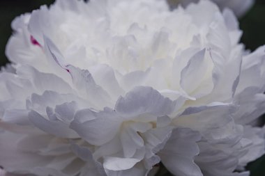 White peonies flowers background. Flowers in bloom. Close-up beautiful details of  piony. Spring concept. Floral greeting card.