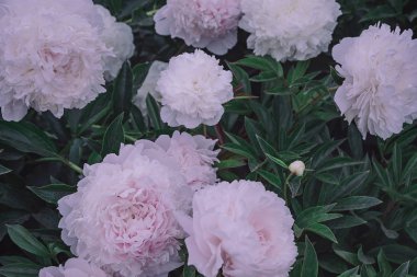 Floral background. Flowers in bloom.Close-up beautiful details of  pion. A bush of pink pionies. Spring concept. Floral greeting card.