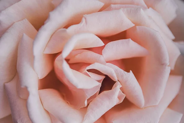 Pastel rose flower background. Flowers in bloom.Close-up beautiful details of  rose Spring concept. Floral greeting card.