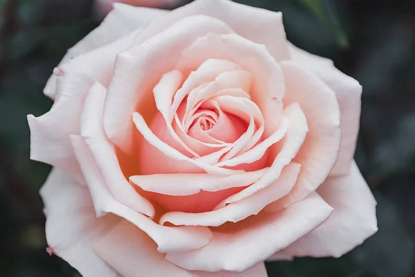 Pastel rose flower background. Flowers in bloom. Close-up beautiful details of  rose Spring concept. Floral greeting card.