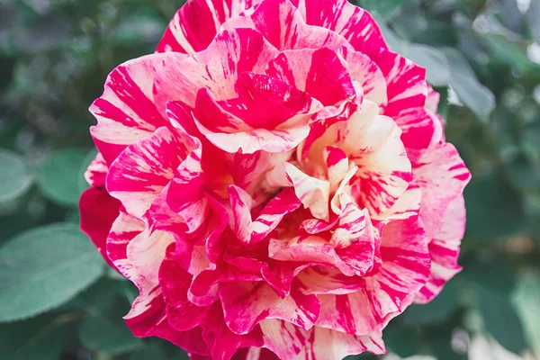 Pink  colorful rose flower background. Flowers in bloom. Close-up beautiful details of  rose Spring concept. Floral greeting card.