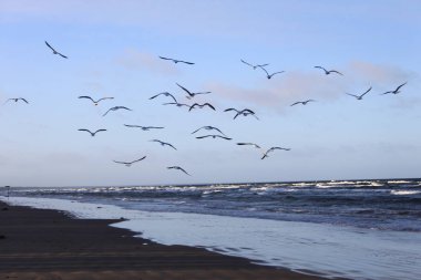 Yurmala 'da Baltık Denizi üzerinde Gulls