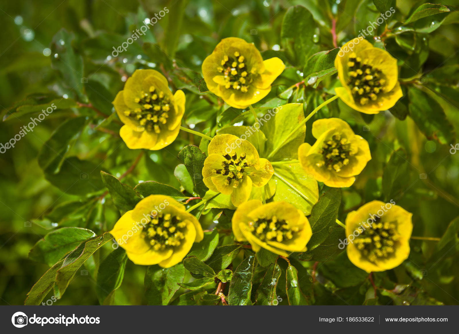Fleurs Sauvages De Montagne Jaune Beautifull Photographie