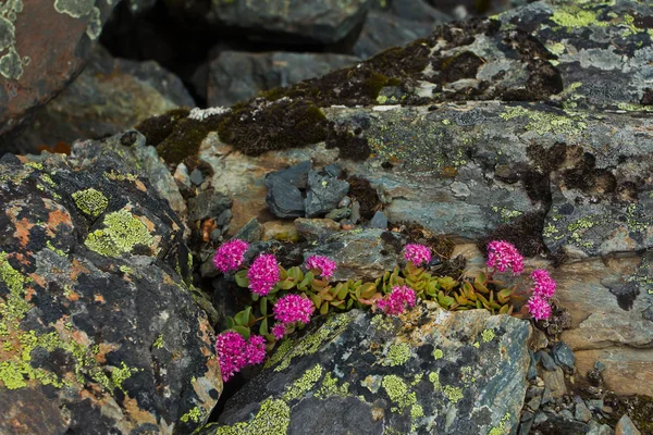 Belíssimo roxo selvagem, flores de montanha rosa em pedras — Fotografia de Stock