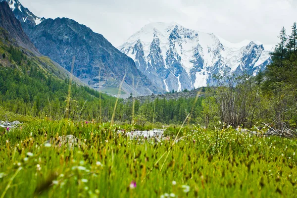 Splendida valle con vista sulle montagne innevate e piante verdi — Foto Stock