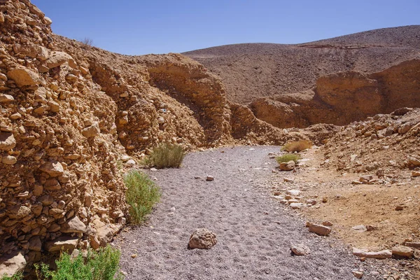 Sposób na Red canyon w Israil i słońce świeci zielony drzewo na pustyni — Zdjęcie stockowe