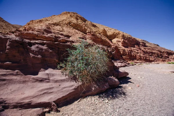사막에 녹색 식물을 가진 Israil와 태양 빛에 레드 캐년 — 스톡 사진