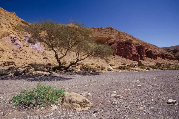 Canyon rouge dans l'Israil et lumières du soleil avec arbre vert dans le désert — Photo