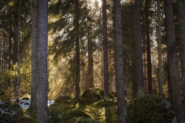 Kış Fin nedir? Yerdeki kar ve güneş parlar içinde belgili tanımlık geçmiş.