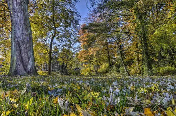 Низкий Вид Газона Покрытого Опавшими Листьями Общественном Парке Бывших Укреплениях — стоковое фото