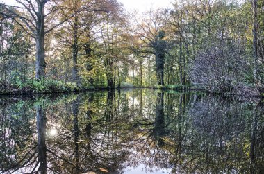 Su olan bir gölet çevreleyen ağaçlar sonbahar yansıtan ormandaki