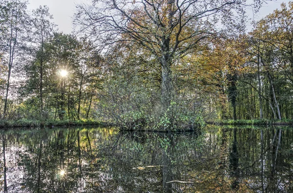 Eine Bauminsel Spiegelt Sich Herbst Einem Teich — Stockfoto