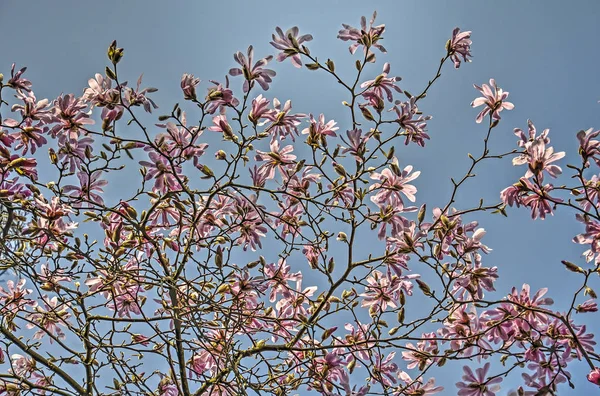 View of several branches with flowers of a magnolia tree against a bright blue sky in springtime