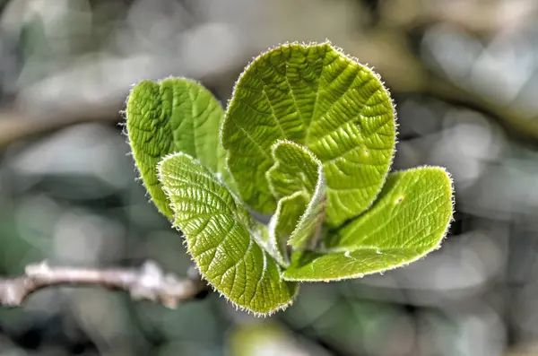 Fiatal Friss Zöld Levelei Egy Mogyoró Tavasszal — Stock Fotó