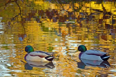 Hangi altın sarı bitki örtüsü içinde bir havuzda yüzme iki erkek ördek sonbaharda yansıtır