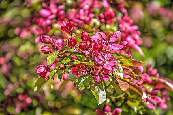 Close Purplish Red Blossoms Prunus Tree Garden Springtime — Stock Photo, Image