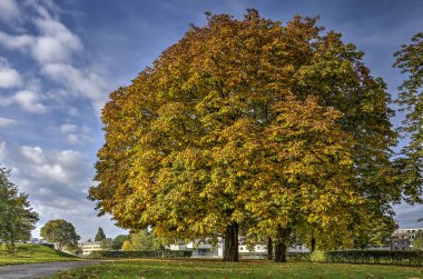 İki büyük kestane ağaçları sonbaharda parklike bir kentsel ortamda