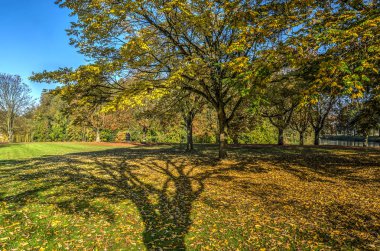 Güneşli bir sonbahar içinde genel bir parkta düşen yapraklar bir çim çim üzerinde bir ağaç gölgesinde kaplı