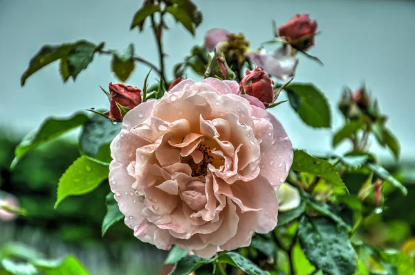 Gros Plan Une Rose Recouverte Gouttes Eau Provenant Une Pluie — Photo