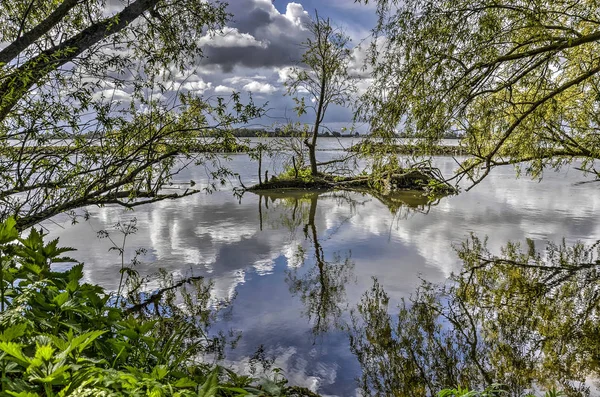 Tiny Island One Small Tree Haringvliet Estuary Seen Trees Shore — Stock Photo, Image