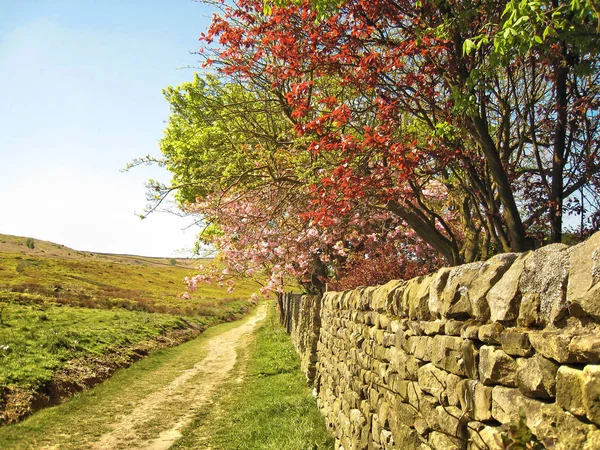 Sentier Randonnée Printemps Dans Les Environs Skipton Yorkshire Angleterre Avec — Photo