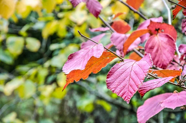 Крупным Планом Красных Листьев Буковом Дереве Зеленом Желтом Фоне Осенью — стоковое фото