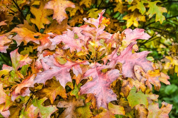 Zbliżenie Dąb Czerwonawo Brązowy Liści Jesienią — Zdjęcie stockowe