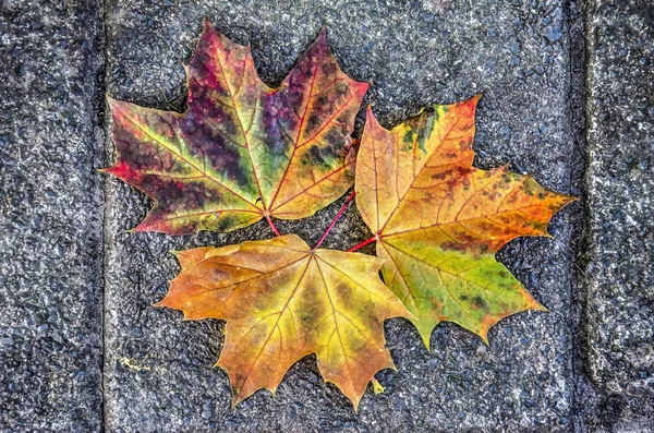 Three fallen leaves of a plane tree in various shades of red, green, yellow and purple, arranged on a 30 x 30 centimeters concrete pavement tile