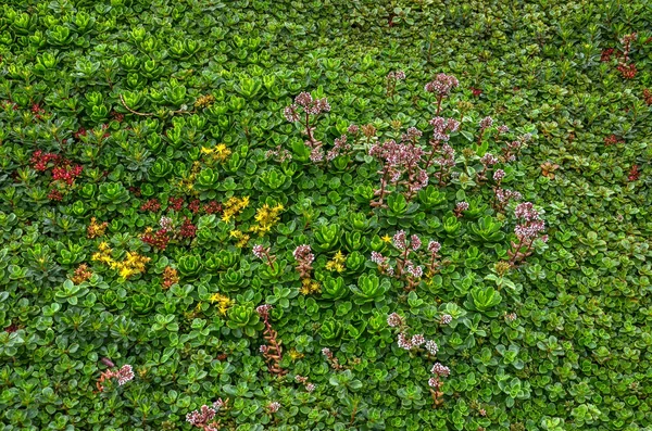 绿色屋顶覆盖着 Sedum 主要是绿色 但有一些红色 黄色和紫色的花 — 图库照片