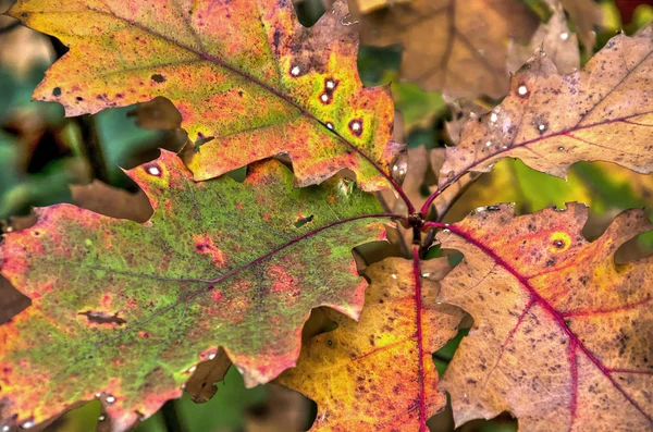 Zbliżenie Kilka Liści Dębu Jesieni Różnych Odcieniach Czerwony Zielony Żółty — Zdjęcie stockowe