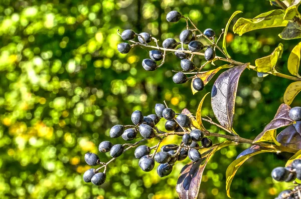 Primer Plano Las Bayas Azules Con Fondo Verde Borroso Otoño —  Fotos de Stock