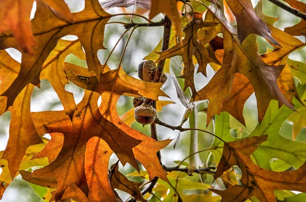 Brown leaves and acorns of an oak tree in autumn