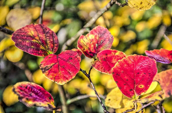 Close Folhas Faia Vermelha Outono Contra Fundo Com Bokeh Amarelo — Fotografia de Stock