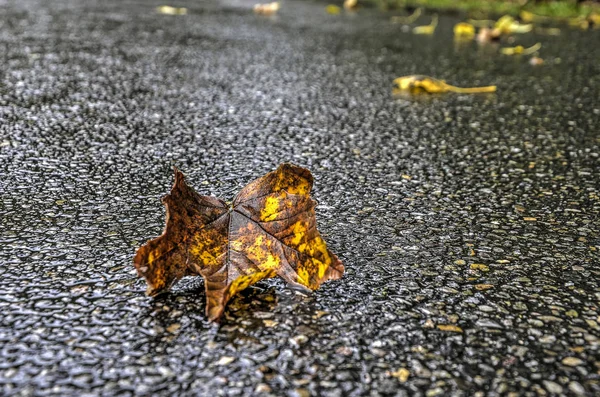 Close Yellow Brown Fallen Leaf Wet Asphalt Road Rainy Day — Stock Photo, Image