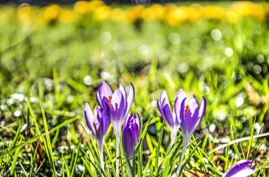 Yumuşak bir bokej parlak yeşil ve sarı arka plan bahar mor çiğdemler grubuyla Close-Up