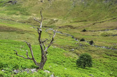 İki ağaç, bir ölü ve canlı, Coniston yakınındaki İngiliz Lake District dağlarda bir yamaçta bir