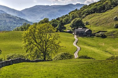 Büyük bir ağaç, taş duvar, kıvrımlı bir yol ve bir çiftlik içinde İngiliz Lake District manzara