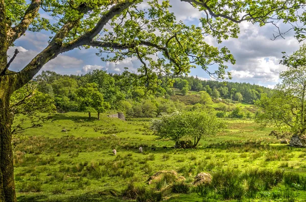 Vue Sous Arbre Vers Paysage Verdoyant Avec Prairies Forêts Moutons — Photo