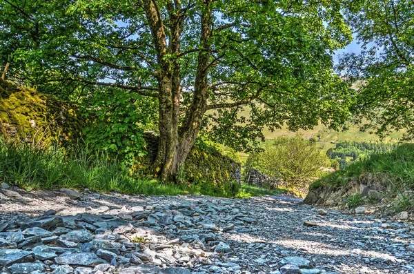 Country Scéna Štěrková Cesta Strom Mechem Porostlé Kamenné Zdi Poblíž — Stock fotografie