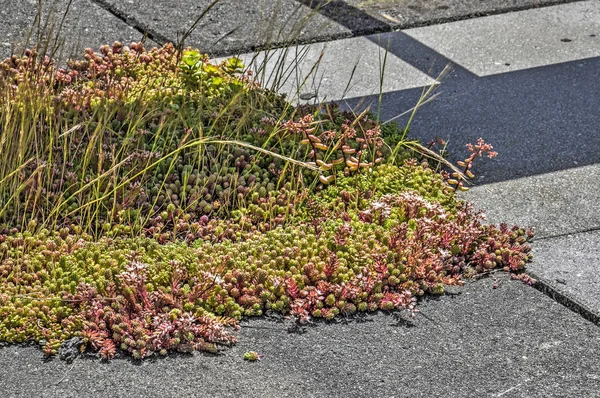 Dziedzinie Sedum Zielony Dach Różnego Rodzaju Chwasty Rosnące Między Succulants — Zdjęcie stockowe